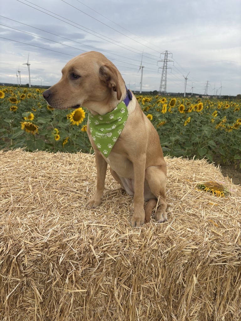 One Size Dog Bandana - Image 5