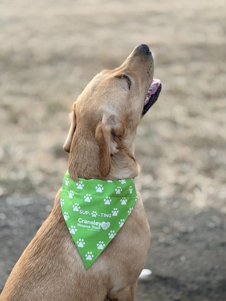 One Size Dog Bandana - Image 3